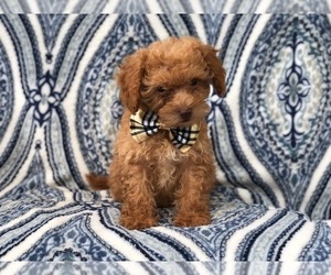 Cavapoo Puppy for sale in LAKELAND, FL, USA