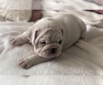 Small Photo #9 English Bulldog Puppy For Sale in CHARLESTON, SC, USA