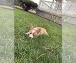 Small Photo #37 Pembroke Welsh Corgi Puppy For Sale in MILFORD, IN, USA