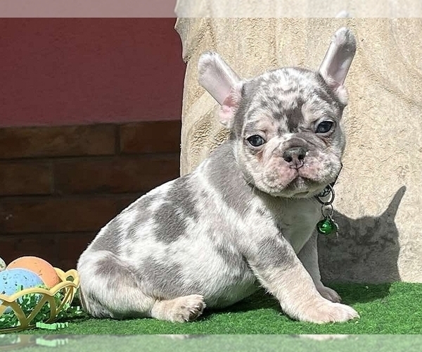 Medium Photo #3 French Bulldog Puppy For Sale in CLINTON, NJ, USA