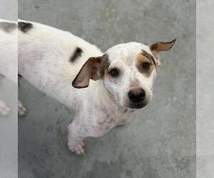 Chalk - Female Colonial Cocker Spaniel-Unknown Mix Dog for Adoption - Photo #3