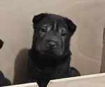 Puppy Nails Chinese Shar-Pei