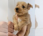 Small Photo #7 Yorkshire Terrier Puppy For Sale in KATY, TX, USA
