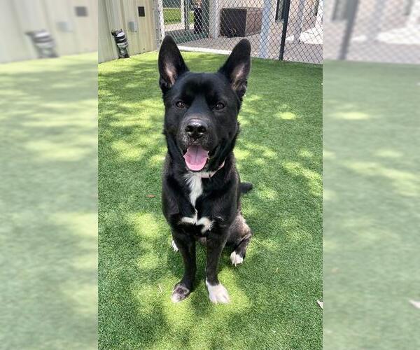 Medium Photo #1 Akita-Unknown Mix Puppy For Sale in Naples, FL, USA