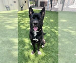 Akita-Unknown Mix Dogs for adoption in Naples, FL, USA