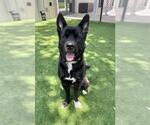 Small Akita Mix