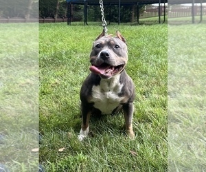 Mother of the American Bully puppies born on 07/18/2024