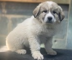 Puppy Puppy 2 Great Pyrenees