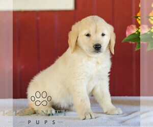 Golden Retriever Puppy for sale in MANHEIM, PA, USA