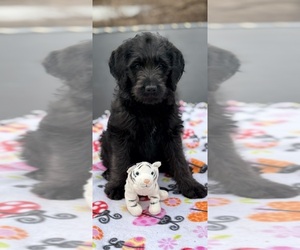 Labradoodle Puppy for sale in MARSHFIELD, MO, USA
