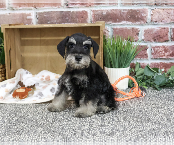 Medium Photo #6 Schnauzer (Miniature) Puppy For Sale in SYRACUSE, IN, USA