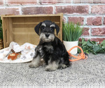 Small #5 Schnauzer (Miniature)