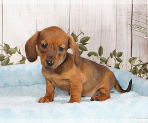 Dachshund Puppy for sale in PENNS CREEK, PA, USA