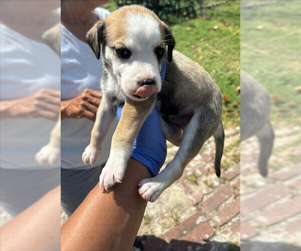 Medium Photo #1 Labrador Retriever-Unknown Mix Puppy For Sale in Houston, TX, USA