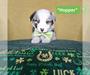 Australian Shepherd Puppy for sale in PHOENIX, AZ, USA