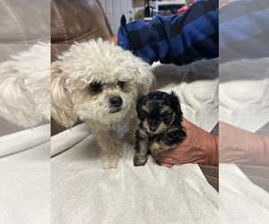 Mother of the YorkiePoo puppies born on 10/02/2025