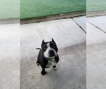 Small #3 American Staffordshire Terrier Mix