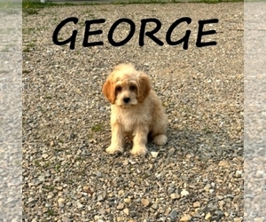 Cavapoo Puppy for sale in HARTLAND, MN, USA