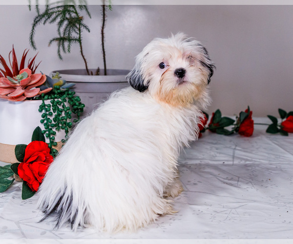 Medium Photo #28 Shih Tzu Puppy For Sale in WAKARUSA, IN, USA