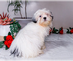 Small Photo #28 Shih Tzu Puppy For Sale in WAKARUSA, IN, USA
