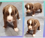 Small Photo #1 Miniature Australian Shepherd Puppy For Sale in LEICESTER, NC, USA