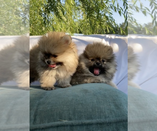 Medium Photo #2 Pomeranian Puppy For Sale in CITRUS HEIGHTS, CA, USA