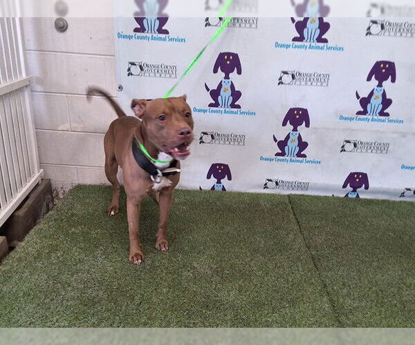 Medium Photo #1 Mutt Puppy For Sale in Orlando, FL, USA