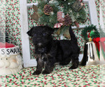 Small Photo #18 YorkiePoo Puppy For Sale in CHANUTE, KS, USA