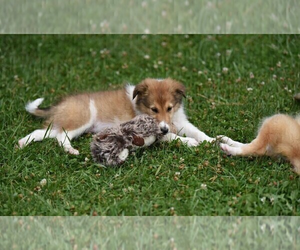 Medium Photo #2 Collie Puppy For Sale in PARIS, MI, USA