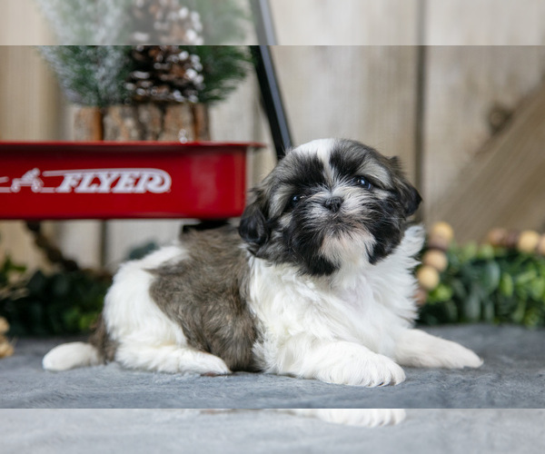 Medium Photo #8 Shih Tzu Puppy For Sale in GREENWICH, OH, USA