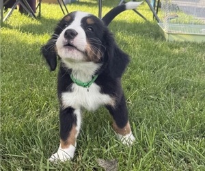 Medium Bernese Mountain Dog