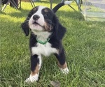 Puppy Gentry Bernese Mountain Dog