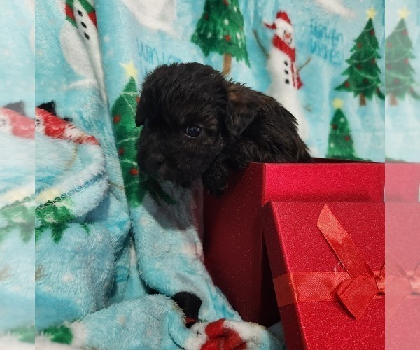 Medium Photo #2 Shorkie Tzu-Zuchon Mix Puppy For Sale in COWARD, SC, USA