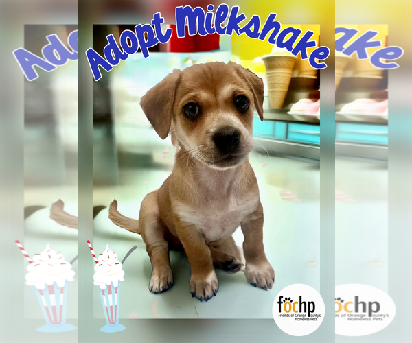 Medium Photo #2 Dachshund Puppy For Sale in Menifee, CA, USA