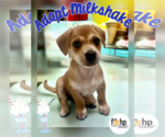 Small #1 Dachshund