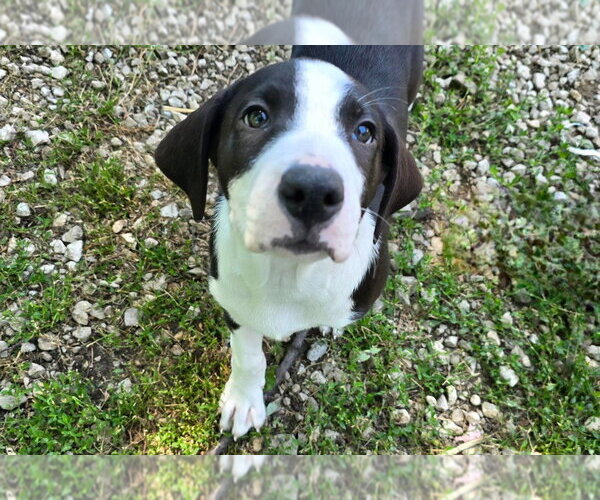 Medium Photo #1 Australian Shepherd-Unknown Mix Puppy For Sale in Port Clinton, OH, USA