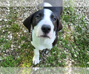Australian Shepherd-Unknown Mix Dogs for adoption in Port Clinton, OH, USA