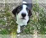 Small Australian Shepherd Mix