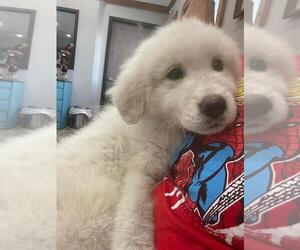 Great Pyrenees Puppy for sale in OCALA, FL, USA
