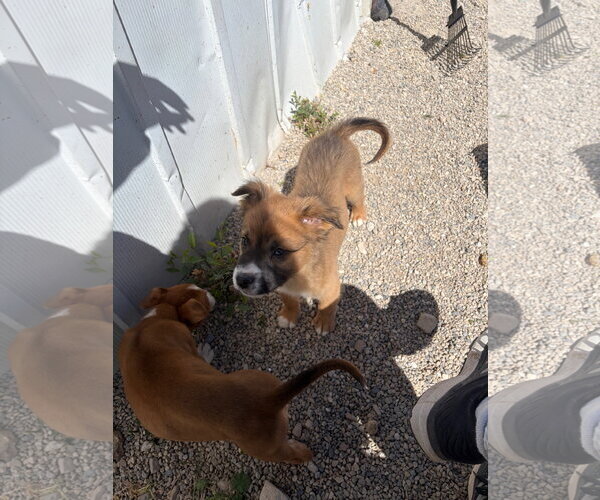 Medium Photo #6 Borador Puppy For Sale in Sandy, UT, USA