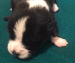 Puppy 4 Pembroke Welsh Corgi