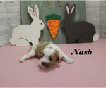 Small #5 Cavalier King Charles Spaniel