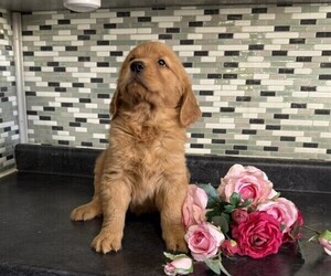 Golden Retriever Puppy for sale in THORP, WI, USA