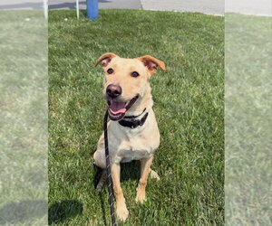 Dolly - Female Golden Labrador Dog for Adoption - Photo #5