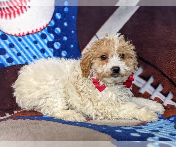 Medium Photo #5 Pookimo Puppy For Sale in QUARRYVILLE, PA, USA