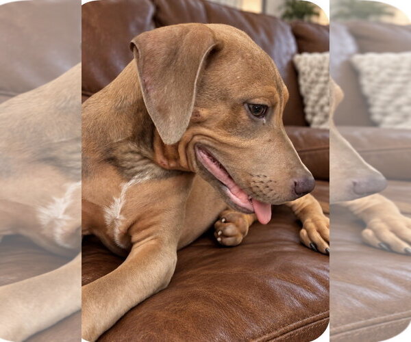 Medium Photo #2 Unknown-Weimaraner Mix Puppy For Sale in Southbury, CT, USA