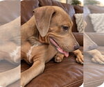 Small Photo #2 Unknown-Weimaraner Mix Puppy For Sale in Southbury, CT, USA