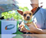 Small #12 Chihuahua