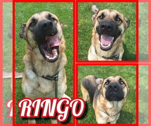 Mutt Dogs for adoption in Pierceton , IN, USA