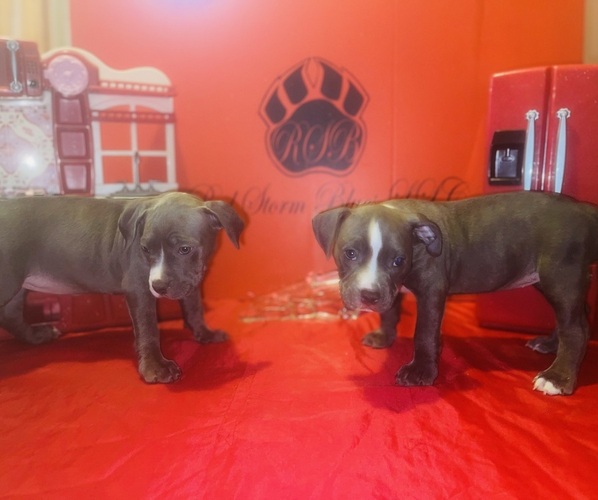 Medium Photo #1 American Pit Bull Terrier Puppy For Sale in TRENTON, NJ, USA